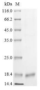 DNA-directed RNA polymerase III subunit RPC10 (POLR3K), human, recombinant