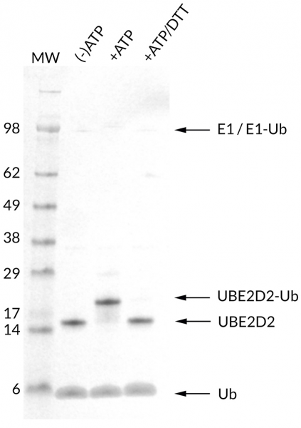 UbcH5b [UBE2D2] (human) (rec.) (untagged)