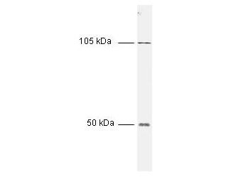 Anti-NFkappaB p50 (Nuclear Factor kappa B)