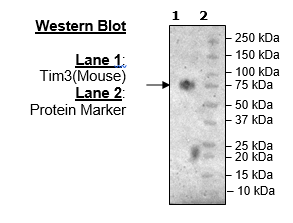 TIM-3 (Mouse), Fc-Fusion (Human)-Avi-Tag, Biotin-Labeled HiP(TM)