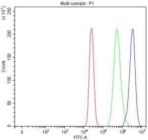 Anti-ITPK1 / Inositol-tetrakisphosphate 1-kinase