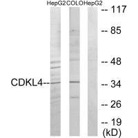 Anti-CDKL4
