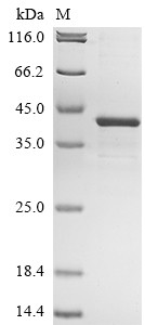 Hyaluronan and proteoglycan link protein 3 (HAPLN3), human, recombinant