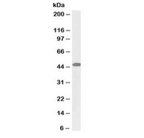 Anti-SNX5 (Biotin Conjugate)