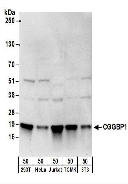 Anti-CGGBP1