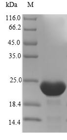Interferon alpha-inducible protein 6 (IFI6), human, recombinant