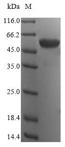 ATP synthase subunit alpha, mitochondrial (ATP5F1A), human, recombinant