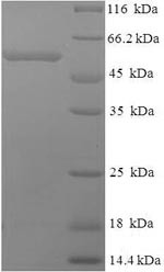 Thrombopoietin receptor (MPL), partial, human, recombinant