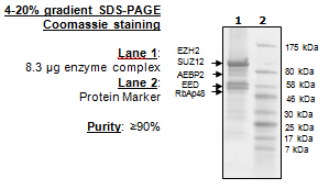 EZH2 (A677T)/EED/SUZ12/RbAp48/AEBP2, , His-tag