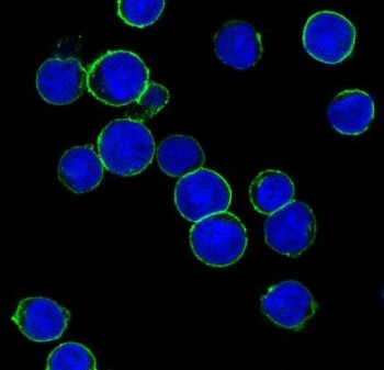 Anti-HER2 / ErbB2, clone BCI-5