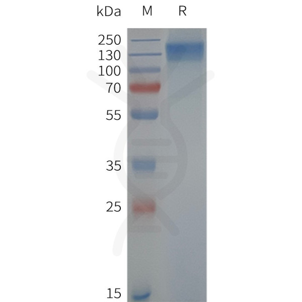 Human TRPC6-Strep full length protein-synthetic nanodisc