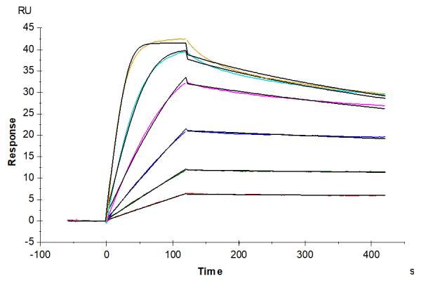 Biotinylated Human Activin RIIA/ACVR2A Protein