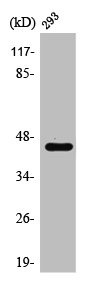 Anti-PTX3