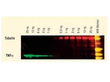 Anti-Mouse IgG2b (Gamma 2b chain), DyLight 549 conjugated