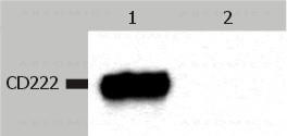 Anti-CD222 / IGF2 receptor / CIMPR Monoclonal Antibody (Clone:MEM-238)