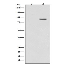 Anti-phospho-BRAF (Thr401), clone IBE-2