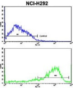 Anti-IFNGR2 / IFN gamma R2