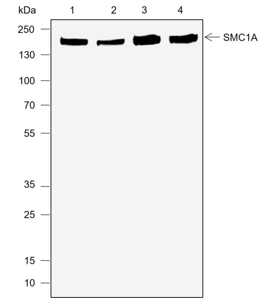 Anti-Recombinant SMC1A, clone A706