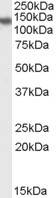 Anti-PHLPP2, C-terminal
