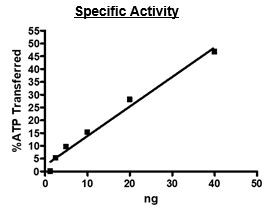 Jak2 (JH1 domain), His-tag