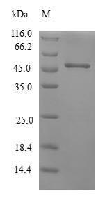 Beta-crystallin S (CRYGS, human, recombinant