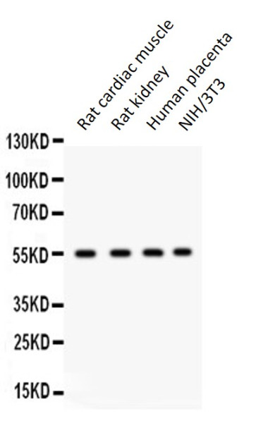 Anti-GJA3 / Connexin 46