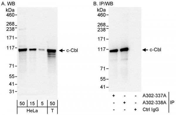 Anti-c-Cbl