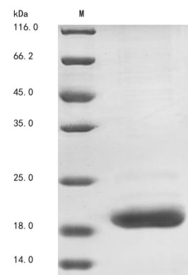 Cathelicidin-6 (CATHL6), bovine, recombinant
