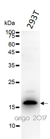 Anti-CDKN2A / p16INK4a