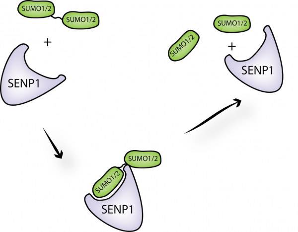 SENP1 (catalytic domain) (human) (rec.) (His)