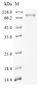 Forkhead box protein N1 (FOXN1), human, recombinant