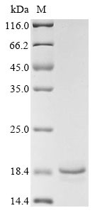 C-C motif chemokine 21c (Ccl21c), mouse, recombinant