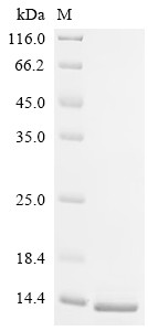 Spectrin beta chain, non-erythrocytic 1 (Sptbn1), partial, mouse, recombinant