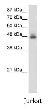 Anti-RBMS1