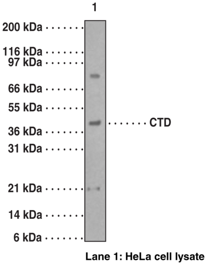 Anti-Caspase-9 (carboxy-terminal divergent)