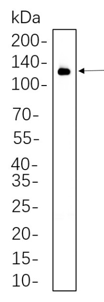 Anti-Recombinant VCAM1, clone 6C7