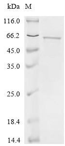 Cytochrome P450 3A7 (CYP3A7), human, recombinant