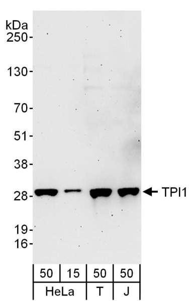 Anti-TPI1