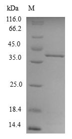 Superoxide dismutase [Cu-Zn] (sod1), Danio rerio, recombinant