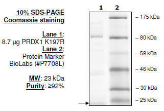 Peroxiredoxin I (K197R)