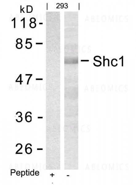 Anti-Shc1 (Ab-427)