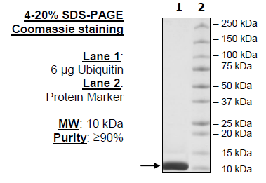 Ubiquitin, His-Tag