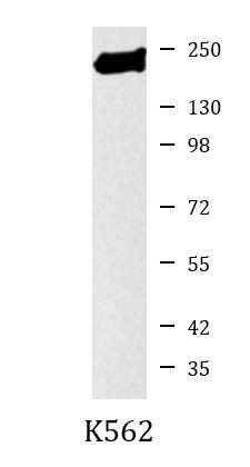 Anti-BRG1, clone 4E11-E11-G11