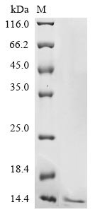 Non-structural protein 4 (4), human coronavirus HKU1, recombinant