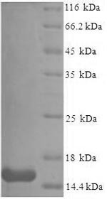 Serum amyloid A-3 protein (Saa3), partial, mouse, recombinant