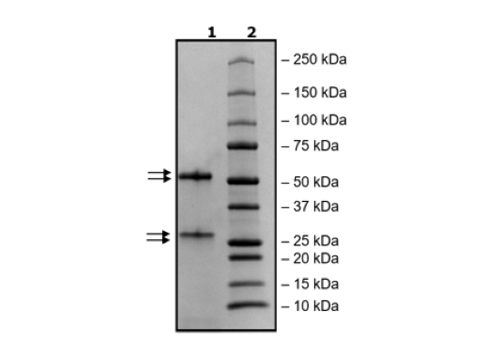 Anti-BCMA-Anti-CD3 IgG Bispecific Antibody