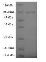 5'-3' exonuclease PLD4 (PLD4), partial, human, recombinant