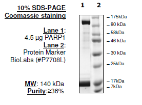 PARP1, active human recombinant protein