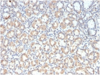 Anti-MUC3, clone rMUC3/1154