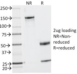 CD2 / Lymphocyte Function Antigen 2 (LFA-2)(UMCD2), CF568 conjugate, 0.1mg/mL